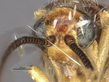 Media type: image;   Entomology 36096 Aspect: head frontal view